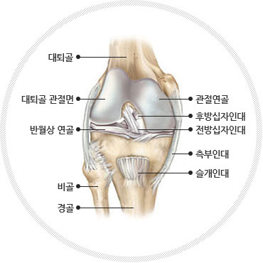 슬관절 사진으로 대퇴골,대퇴골 관절면,반월상 연골,비골,경골,슬개인대,측부인대,전방십자인대,후방십자인대,관절연골이 있다.