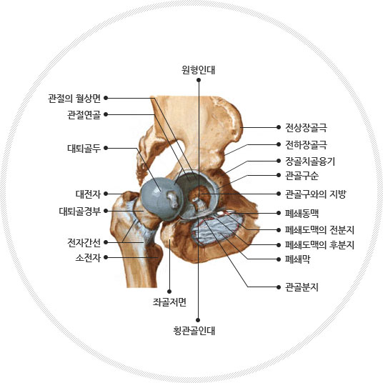 고관절 사진으로 관절의 월상면,관절연골,대퇴골두,대전자,대퇴골경부,전자간선,소전자,좌골저면,황관골인대,관골분지,폐쇄막,폐쇄도맥의 후분지,폐쇄도맥의 전분지,폐쇄동맥,관골구와의 지방,관골구순,장골치골융기,전하장골극,전상장골극,원형인대가 있다.
